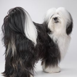 Pickles - Tibetan Terrier