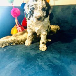 Aussiedoodle Puppies from Just Loving Doodles