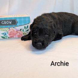 Archie - Black male German Shepherd puppy in Waterloo, New York from Von Nikolaos German Shepherds