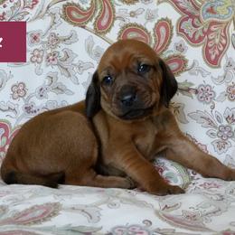 Wine Girl - Red female Redbone Coonhound puppy in Shreveport, Louisiana from BAFERD Kennels