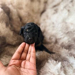 Luigi - Phantom male Poodle puppy in Uniondale, New York from Poodles Are Mixy