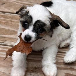 Jushae's Southern Sass AKA Zsa Zsa - Sable female Chinese Crested puppy in Anniston, Alabama from Jushae Kennel