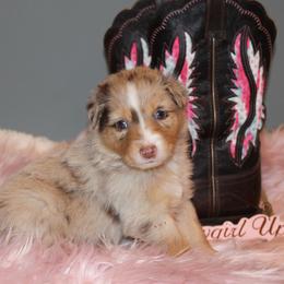 Australian Shepherd Puppies from Frantzick Farm Aussies