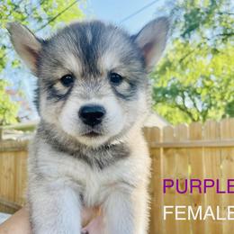 Pomeranian and Siberian Husky Puppies from Lor-Huinil's Dogs