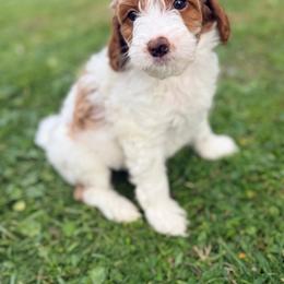 Cruz - Parti male Goldendoodle puppy in Cocoa, Florida from The Beach Doodles