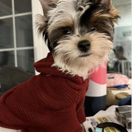 Biewer Terrier Puppies from Rocky Mountain Biewer Terriers