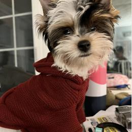 Biewer Terrier Puppies from Rocky Mountain Biewer Terriers