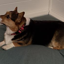 Pembroke Welsh Corgis from Pride Paws Corgis: Snout & About