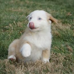 Dinah - Yellow female Australian Shepherd puppy in Holmesville, Ohio from Coffee Run Spring at Miller Farms