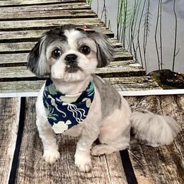 Fifi - Shih Tzu