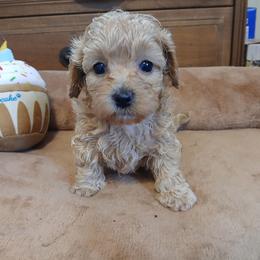 Pansy - Gold female Havapoo puppy in Blanch, North Carolina from Faithful Hearts Kennel