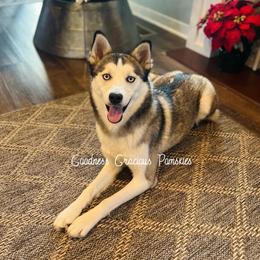 Prim - Pomsky