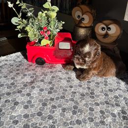 Girl 1 - Chocolate female Shih Tzu puppy in Eastanollee, Georgia from G & J Shih Tzu