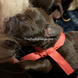 AKC pink ribbon - Liver female Miniature Schnauzer puppy in Greencastle, Indiana from Tiny Tushy Lodge
