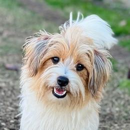 Russell Terrier puppies from T/K Jack Russell Terriers & Dryline Dachshunds