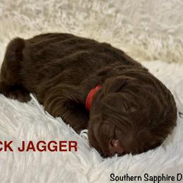 Mick Jagger - Chocolate male Goldendoodle puppy in Jonesboro, Arkansas from N. E. Arkansas Goldens and Doodles