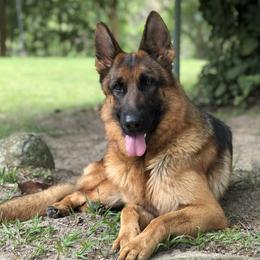 Xena (Retired) - German Shepherd