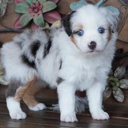 Girl 3 - female Miniature Australian Shepherd puppy in Lawton, Oklahoma from Lindsey’s Aussies