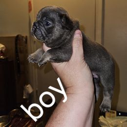 Dachshund and French Bulldog Puppies from Black Thunder 517 Cane Corso and Dachshunds