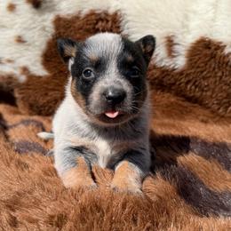 Girl 1 - Blue female Australian Cattle Dog puppy in Amesbury, Massachusetts from Fox Hill Farm & K9