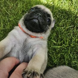 Boy 3 - Fawn male Pug puppy in Rutherfordton, North Carolina from Sweetie Pie Pugs