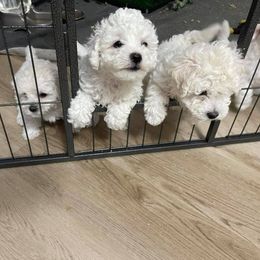 Bichon Frises from Bichon Frise in Bradenton Florida