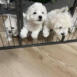 Bichon Frises from Bichon Frise in Bradenton Florida
