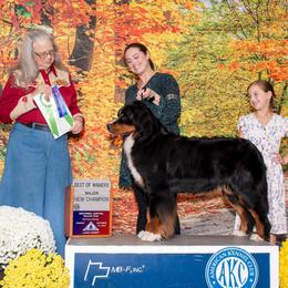 Tikka - Bernese Mountain Dog