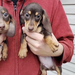 Dachshunds from Darling Dachshunds of TN