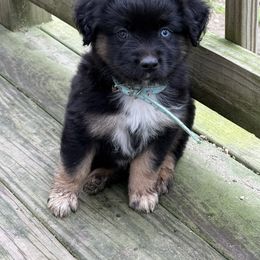 Chip - Black tri male Miniature Australian Shepherd puppy in Westminster, Massachusetts from Smokin Gun Aussies