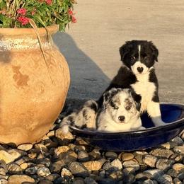 Border Collie puppies from KAR3 Farms