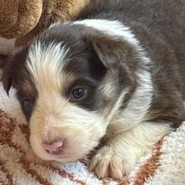 Alejandro - White and red male Border Collie puppy in Mckinney, Texas from Border Collies of Ruidoso