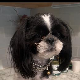 Tiffany - Shih Tzu