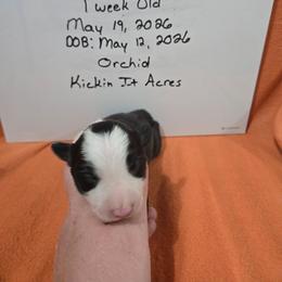 Orchid - Black and white female Border Collie puppy in Chariton, Iowa from Kickin It Acres BCs