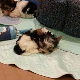 Biewer Terrier Puppies from Imperial BabyDoll Biewers