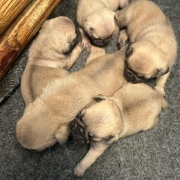 Fawn boy 2 - Fawn male Pug puppy in Norborne, Missouri from Pug Palace