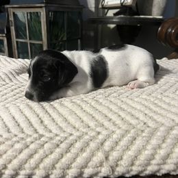 Dachshund Puppies from Jag Fam Dachshunds