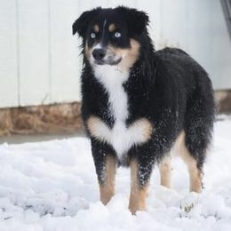 Whisper - Australian Shepherd