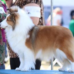 Shetland Sheepdog All Grown Up from Windsong Shelties