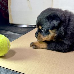 Pinkie - Black and mahogany female Rottweiler puppy in Bowling Green, Kentucky from Vom Bruderhof Rottweilers