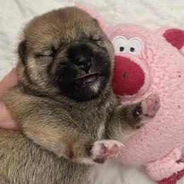 Girl 1 - Red female Shiba Inu puppy in Milton, Florida from Moonlight Shibas