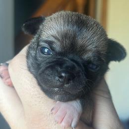 Legacy - Black sabled fawn female Chihuahua puppy in New Castle, Delaware from Sasha’s Elite Kennel LLC