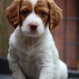 Sushi Roll - White and orange female Brittany puppy in Downers Grove, Illinois from Attitude Brittanys