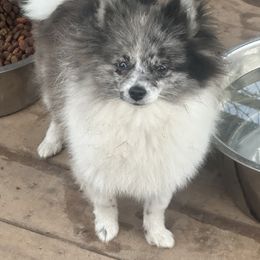 Boy 1 - Pomeranian puppy in Longview, Texas from Brandi’s Pomeranians
