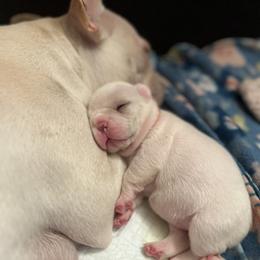 Posy - Cream female French Bulldog puppy in Dubois, Idaho from White Hippo Frenchies