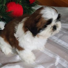 French Bulldog and Shih Tzu Puppies from French Bulldogs Planet