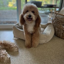Frankie - Goldendoodle