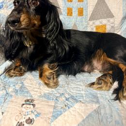 Freyja - Dapple female Dachshund puppy in Nampa, Idaho from 208 Wiener Wiggle Butts LLC