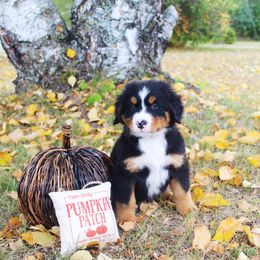 Star - Black rust and white Bernese Mountain Dog puppy in Karlstad, Minnesota from Tami’s Heavenly Bernese