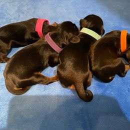 Cavalier King Charles Spaniel Puppies from Carter Woods Cavaliers